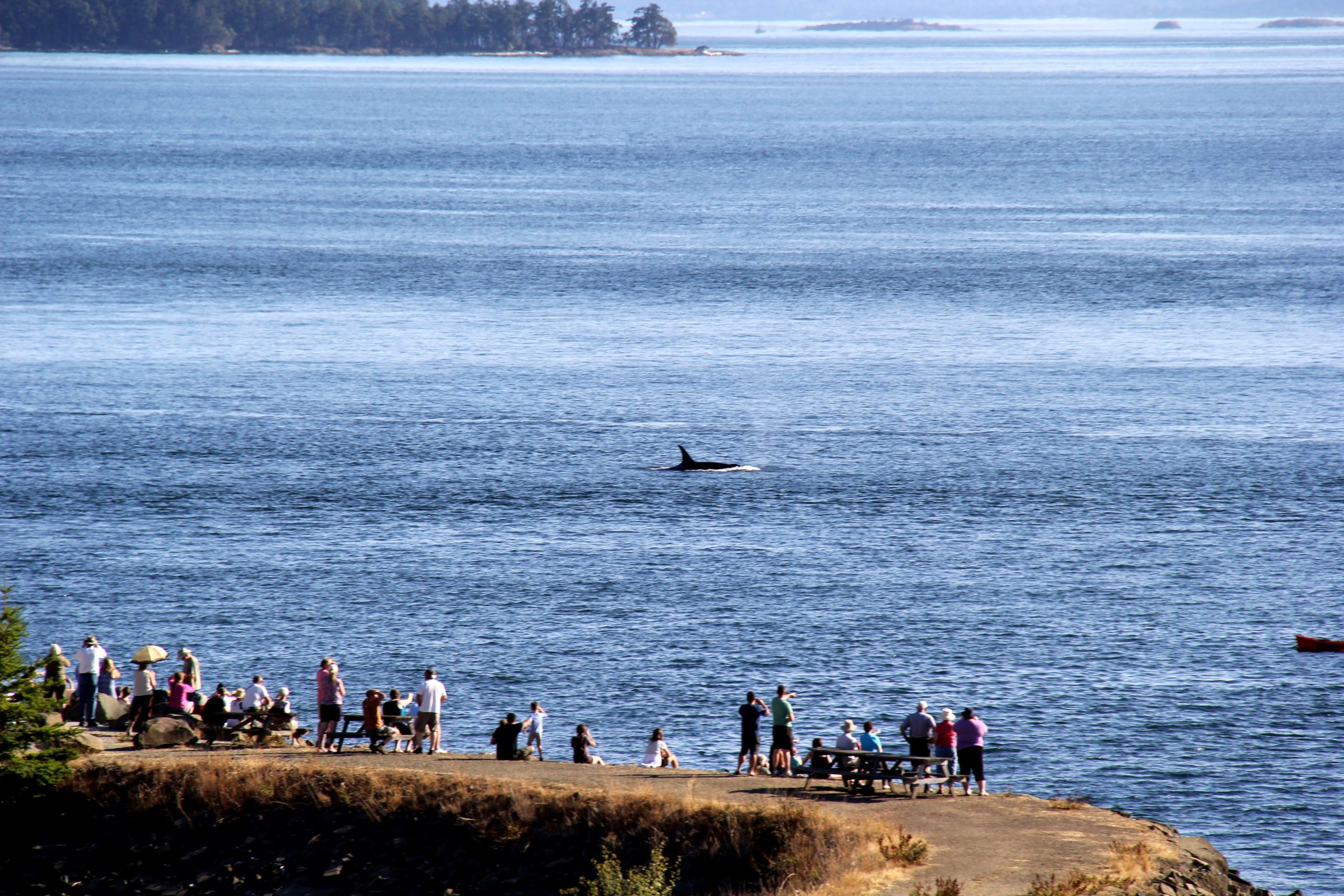Vancouver Aquarium Whale Sightings Network