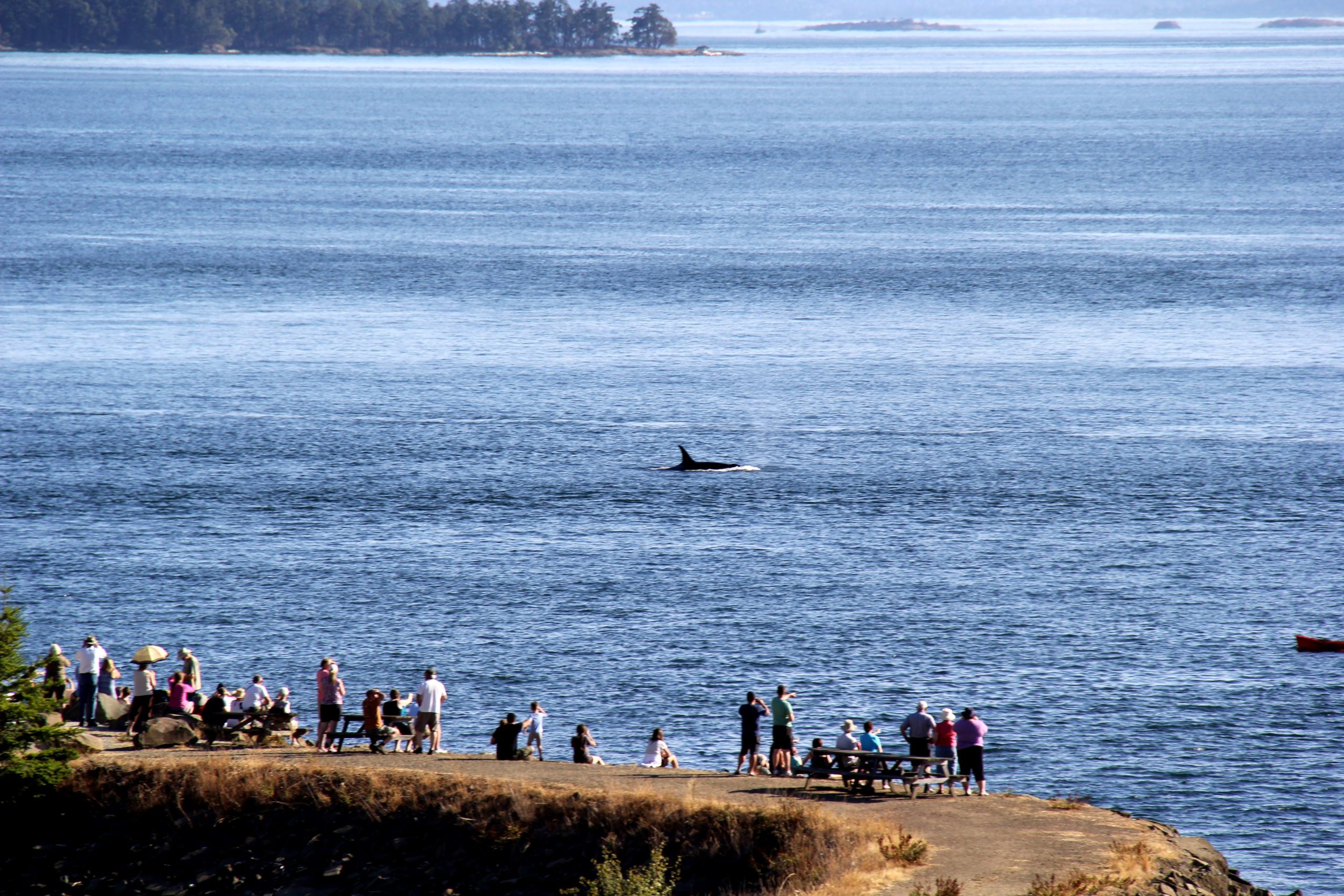 Réseau d'observation des baleines de l'Aquarium de Vancouver