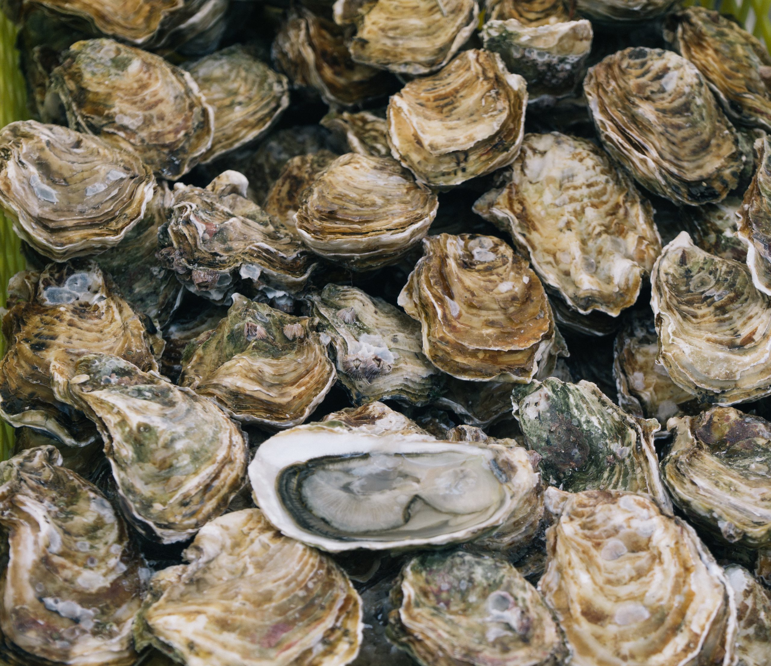 The Oyster Opportunity - with The Gino Macchio Foundation - Ocean Wise