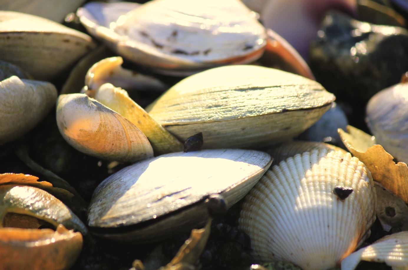 Ocean Wise farmed Shellfish