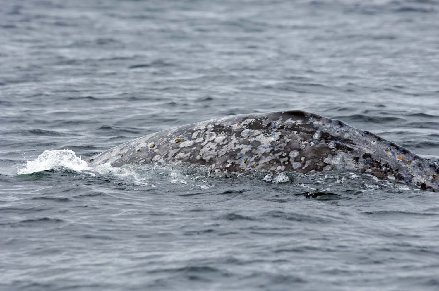 Grey whale migration study Vancouver Aquarium
