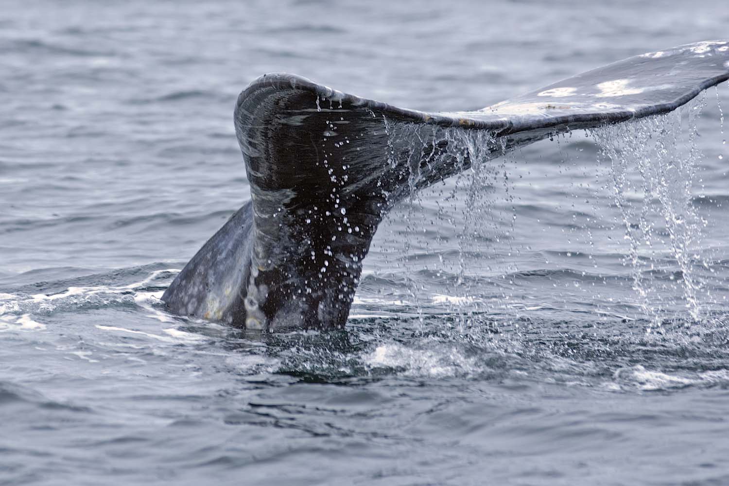 Whale Sightings Network Vancouver Aquarium