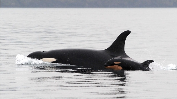 Bébé orque nouveau-né