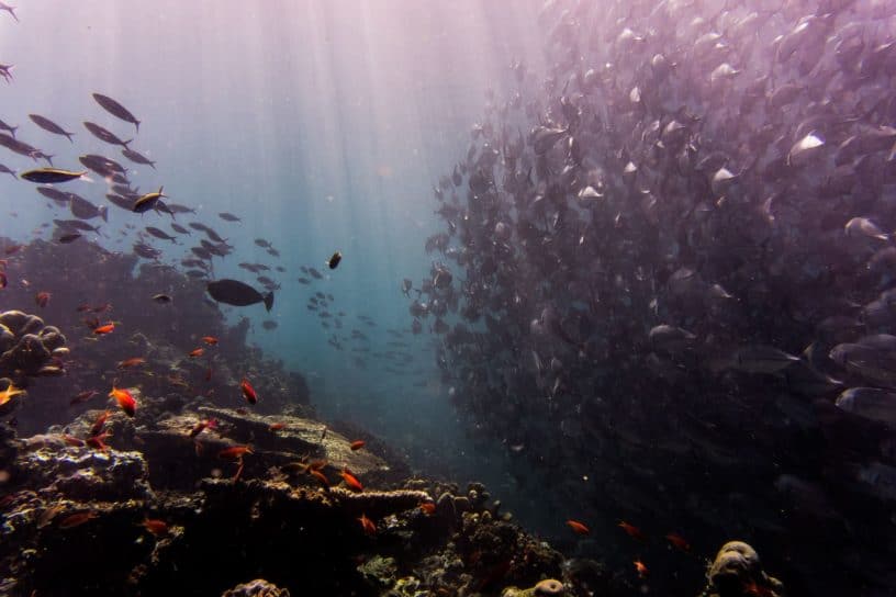 The Ocean Is Diverse - Ocean Wise