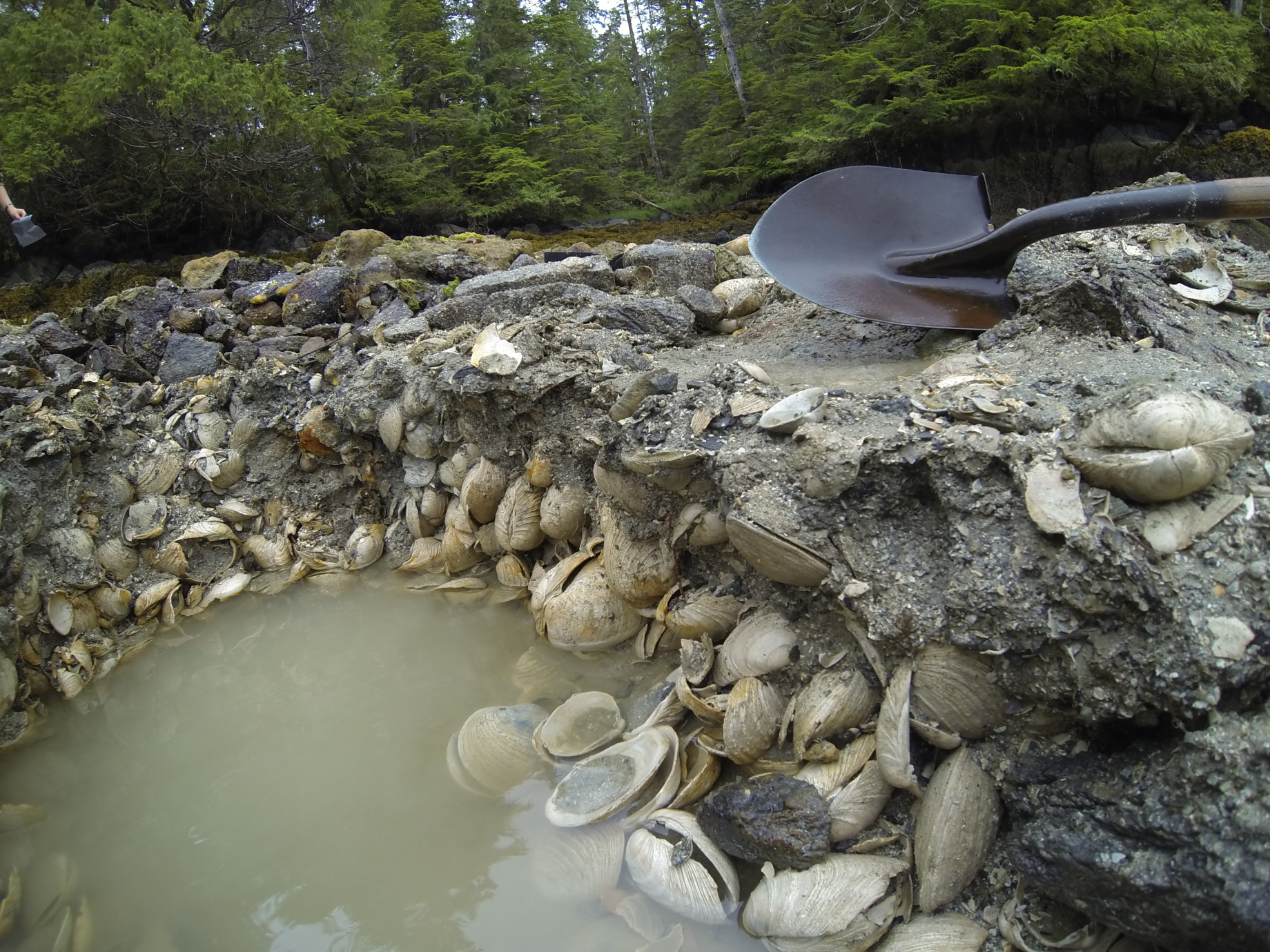 Indigenous Clam Gardens Ocean Wise