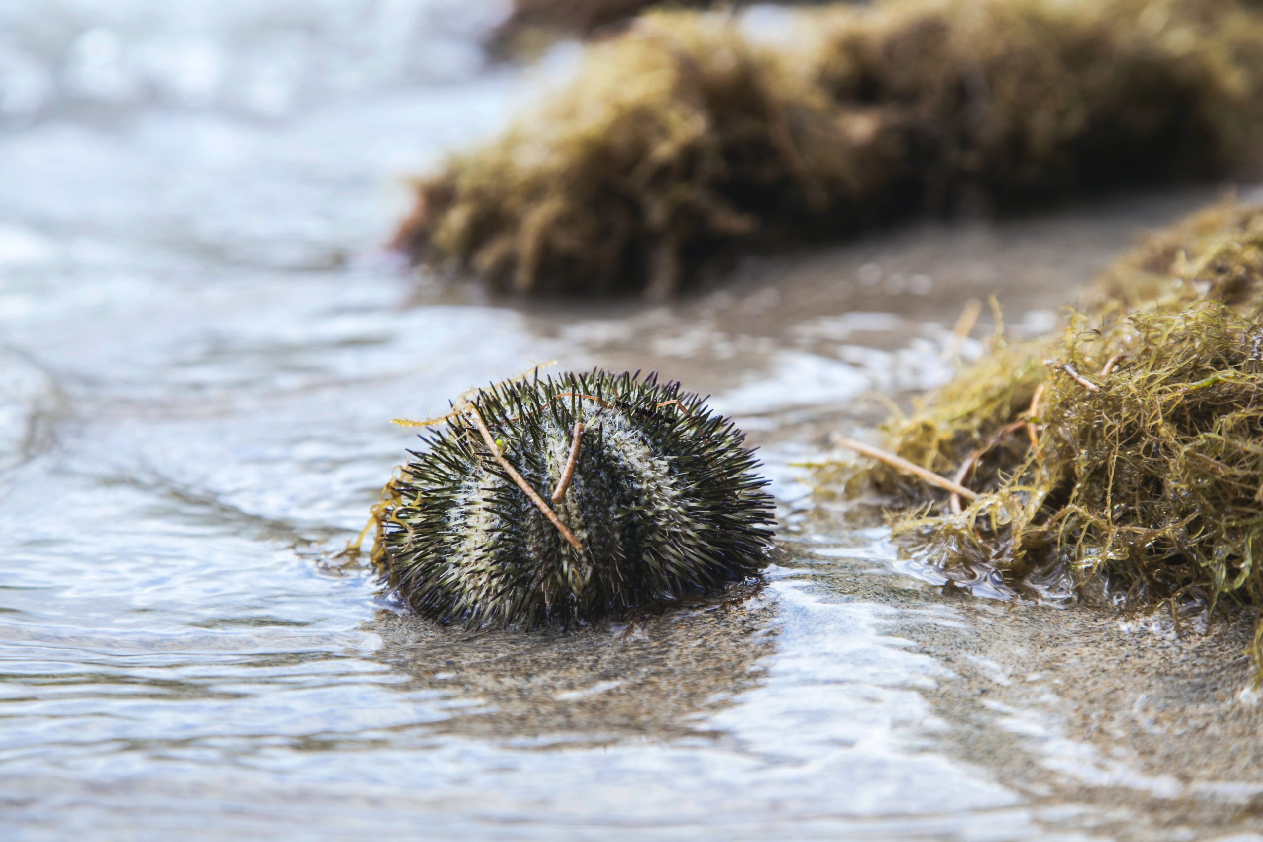 Alerte au blob! - Le Jardin Sauvage