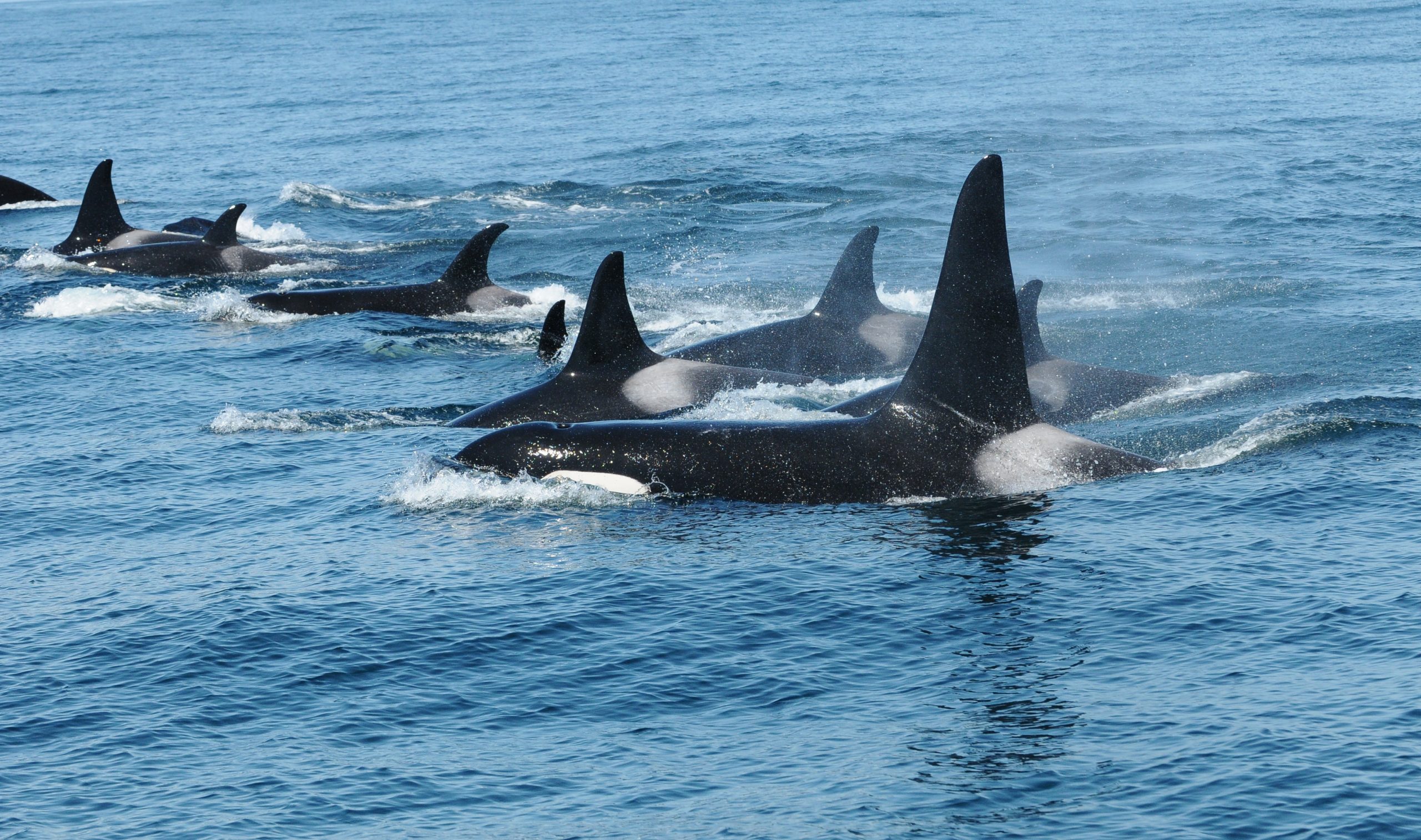 Vancouver Aquarium Wild Killer Whale Research