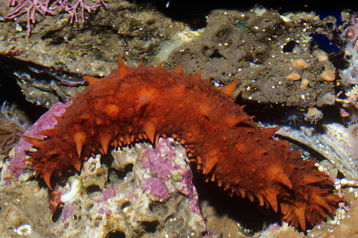 sea cucumber drawing