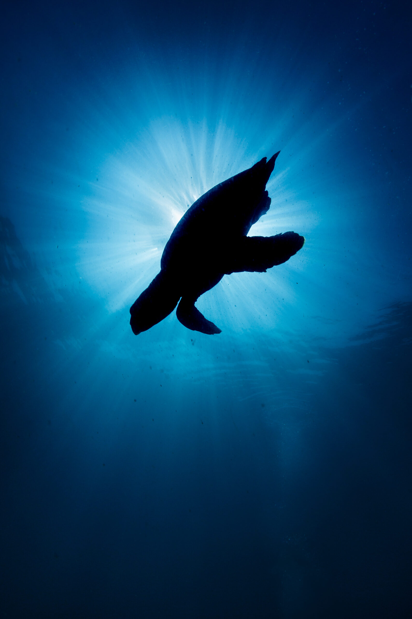 Seafood Producers and Harvesters Ocean Wise